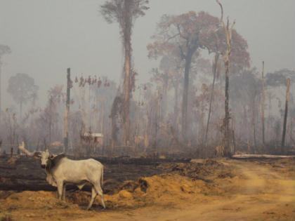 queimada na amazônia