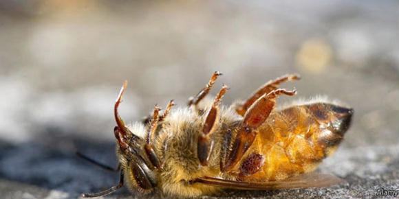 O massacre das abelhas pelo agrotóxico