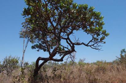 cerrado