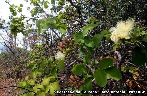 vegetação do Cerrado