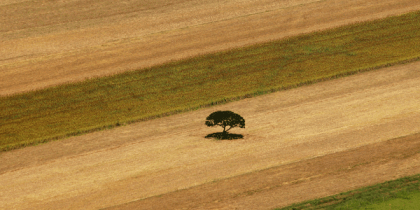 desmatamento no cerrado