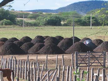 Compostagem,compostagem doméstica,minhocário,composteira,compostagem orgânica,como fazer compostagem em casa,como fazer compostagem em apartamento,compostagem o que é,compostagem passo a passo,como é feita a compostagem