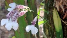 Bromélias e orquídeas ajudam na restauração ecológica