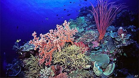 recife de coral