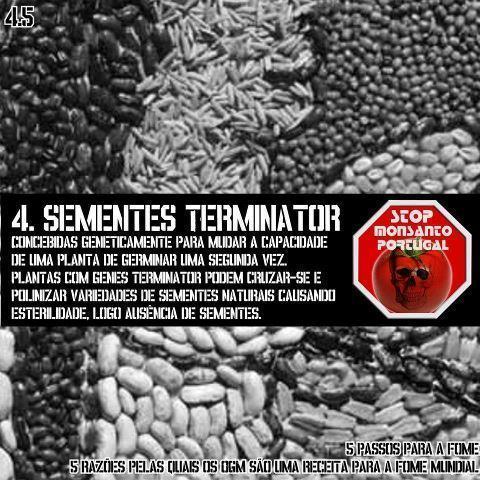 Tecnologia Terminator, Tecnologia terminator, tecnologia terminator, segurança alimentar, sementes terminator