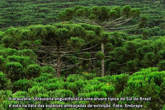 Floresta com Araucárias, Floresta de Araucárias, Araucárias, araucárias, araucária