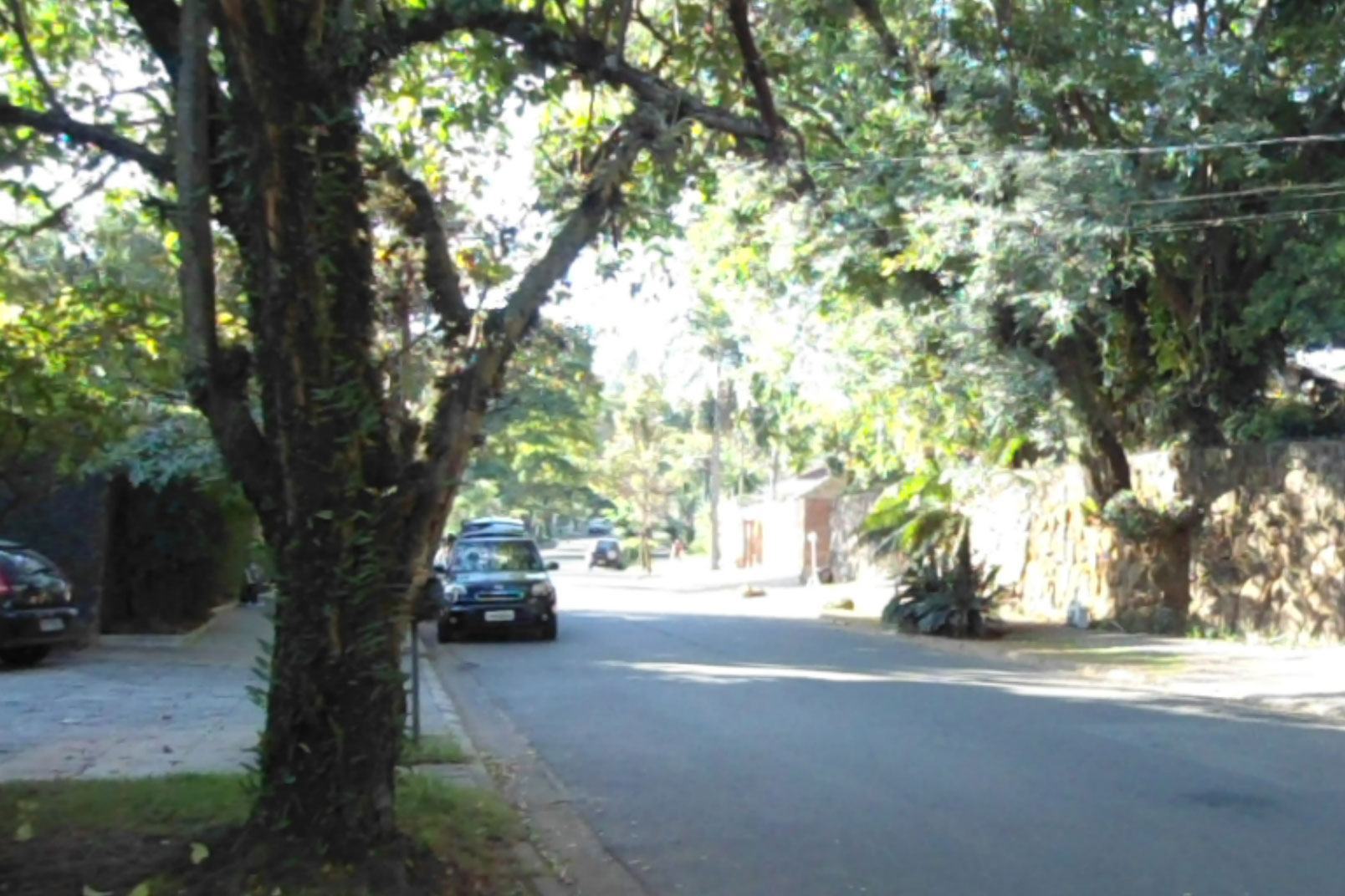 arborização urbana