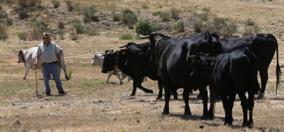 Consumo de carne cresce e pode se tornar insustentável,ecodebate,consumo de carne,consumo de carne é insustentável,impactos do consumo de carne,impactos ambientais do consumo de carne,produção de carne,emissões de carbono,emissões de carbono da produção de carne