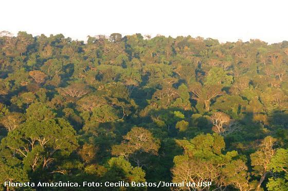 floresta amazônica