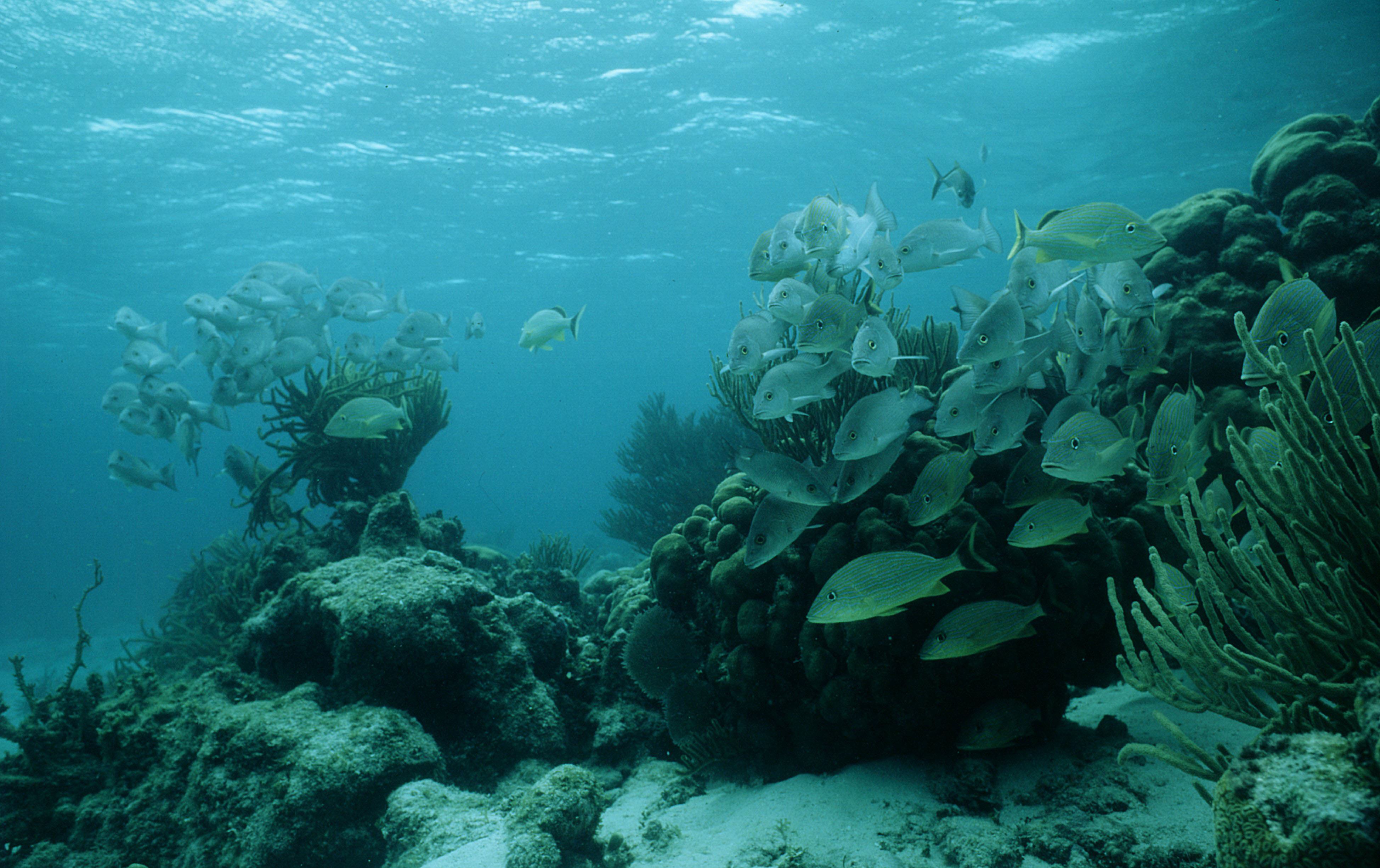 a biodiversidade marinha do planeta foi reduzida à metade,biodiversidade,ecodebate,biodiversidade marinha,perda da biodiversidade,perda da biodiversidade marinha,Populações de peixes,segurança alimentar da humanidade,peixes,redução das populações de peixes ameaça a segurança alimentar da humanidade,peixes estão em declínio no mundo inteiro,sobrepesca,pesca ilegal e poluição marinha,o que é sobrepesca,impactos da sobrepesca,danos da sobrepesca