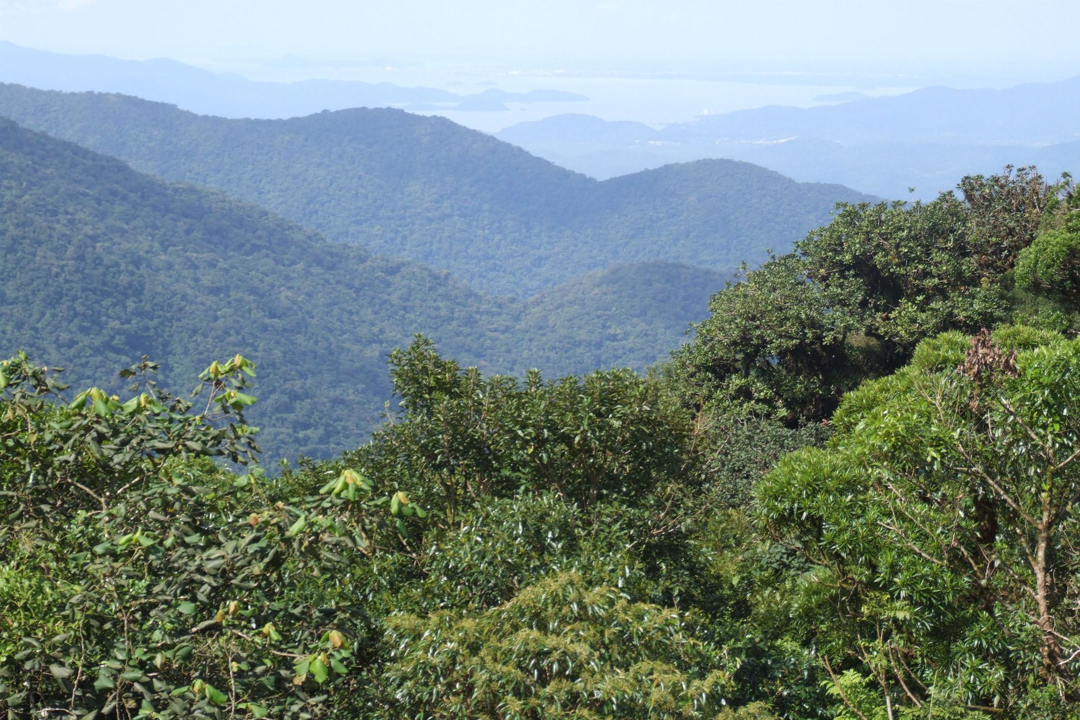 Mata Atlântica