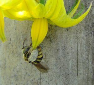 Agentes polinizadores, polinizadores, abelhas, importância dos polinizadores para a produtividade agrícola, produtividade agrícola