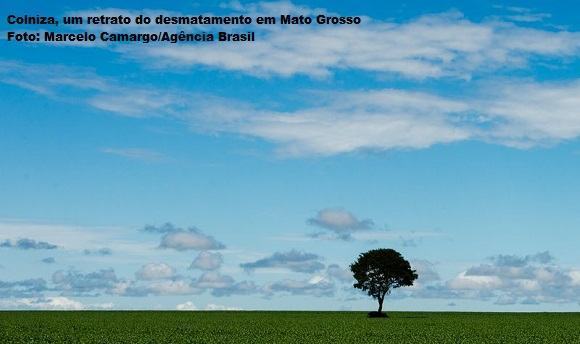 Brasnorte, MT, Brasil: Árvore em meio a plantação de soja. (Foto: Marcelo Camargo/Agência Brasil)