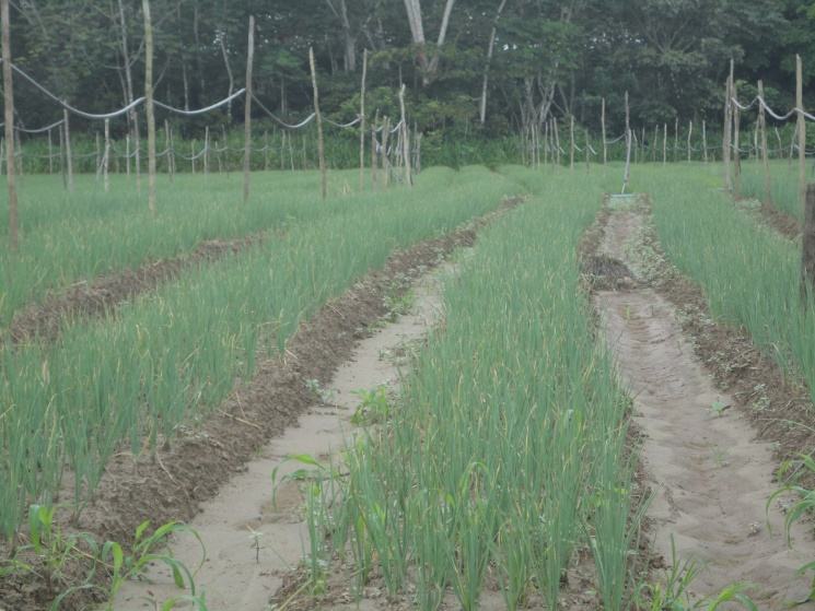 Figura 1. Cultivo de cebolinha em canteiros na área de várzea, no período da vazante, em Iranduba/AM