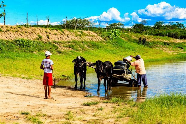 Foto 5 – Agricultor familiar abastece pipa em carro de boi em barramento nas nascentes do rio Pajéu em Brejinho - PE