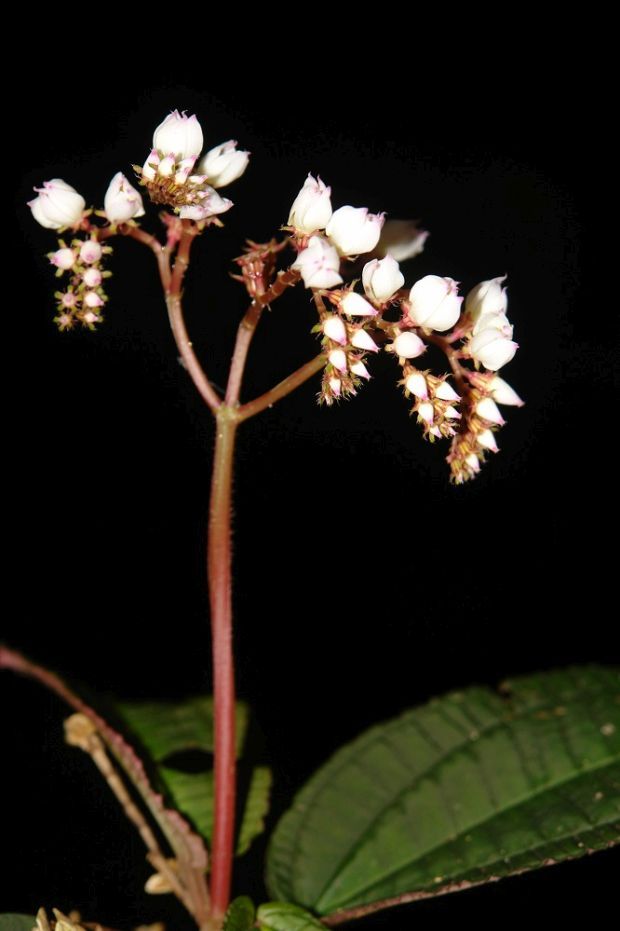 Bertolonia macrocalyx. Foto: Cláudio N Fraga