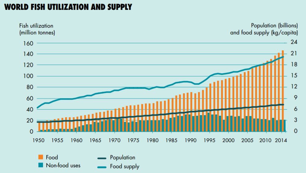 world fish utilization and supply