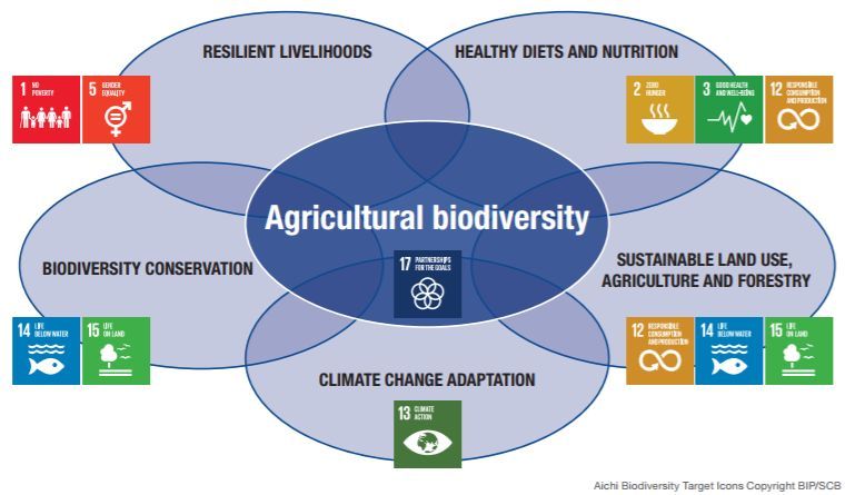 biodiversidade agrícola