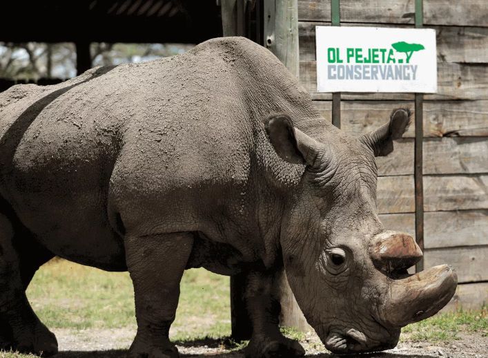 último rinoceronte-branco do norte macho, chamado Sudan