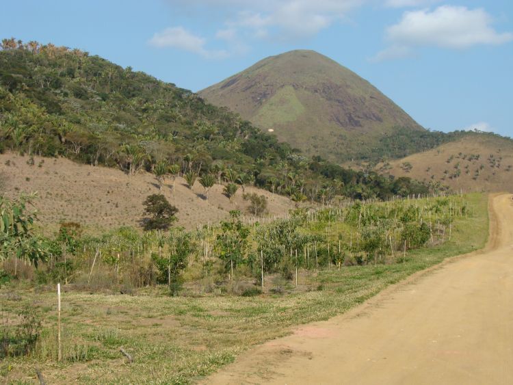 Área de Mata Atlântica, em Teresópolis/RJ, antes da restauração. Foto: Divulgação