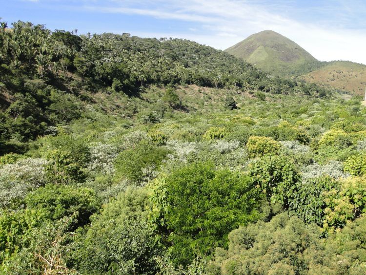 Área de Mata Atlântica, em Teresópolis/RJ,depois da restauração. Foto: Divulgação