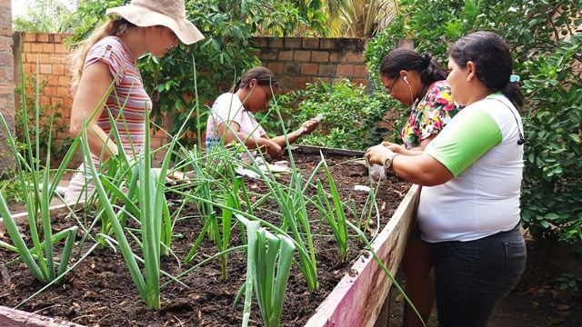 Produção de hortaliças contribui para a melhoria da qualidade nutricional de familias carentes de Roraima