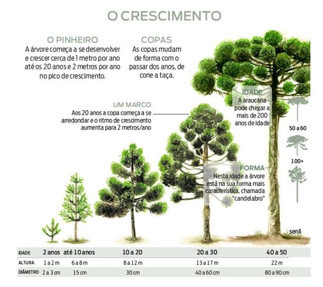 Etapas do crescimento padrão da araucária