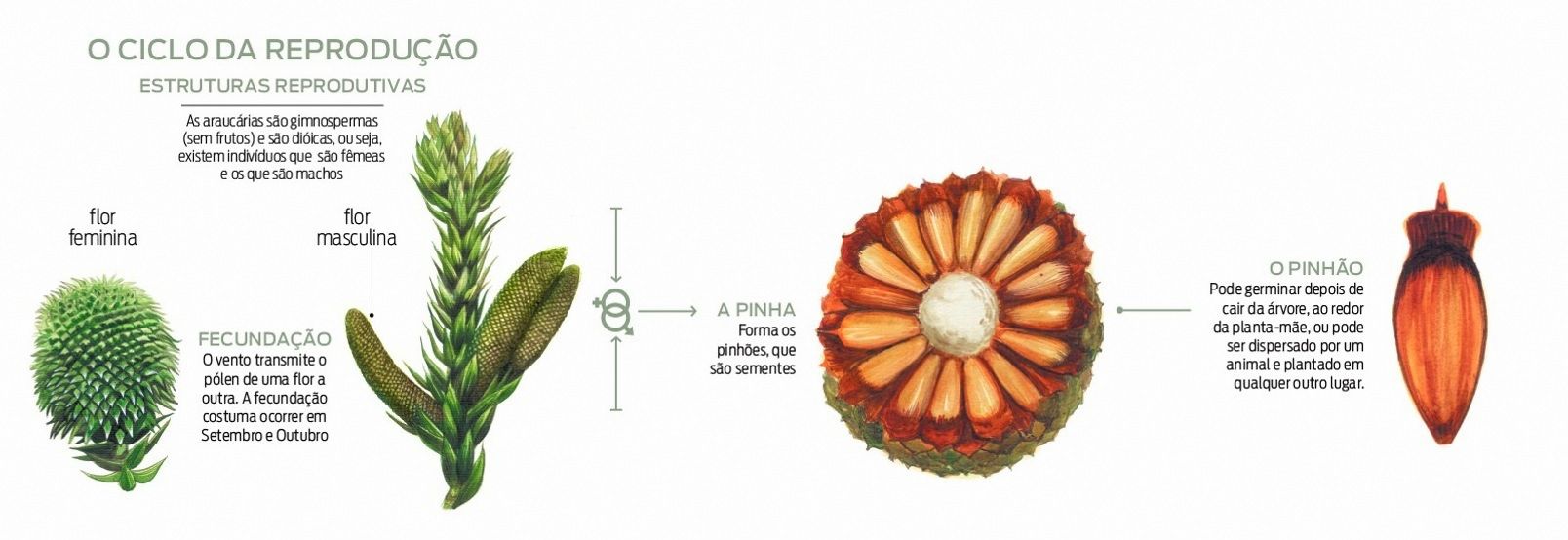 Estruturas reprodutivas da araucária