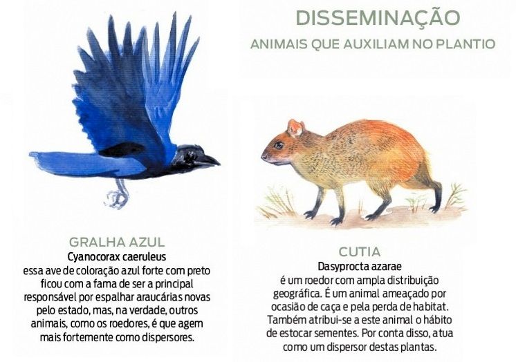 Gralha azul e cutia, animais que auxiliam na disseminação da araucária