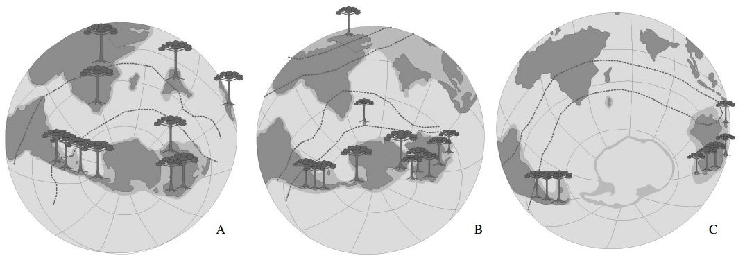 Distribuição paleográfica das Araucariaceae