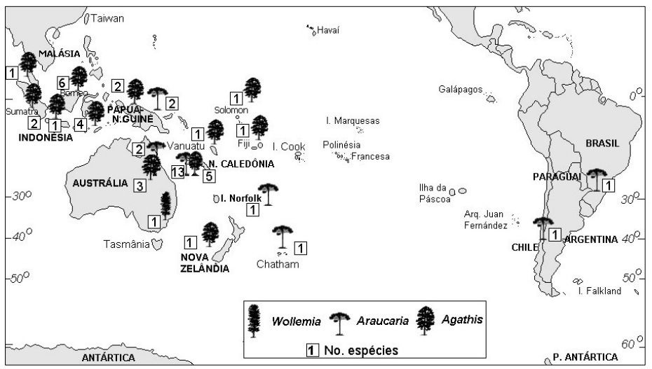 Distribuição geográfica e número de espécies dos gêneros modernos de Araucariaceae