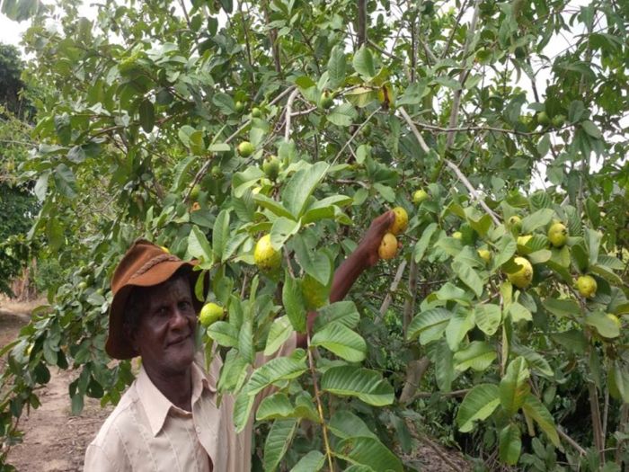 Olivério de Carvalho do Assentamento Primeiro do Sul, do MST, em Campo do Meio, MG, e amostra da infinidade de frutas produzidas no PA Primeiro do Sul. Foto: frei Gilvander