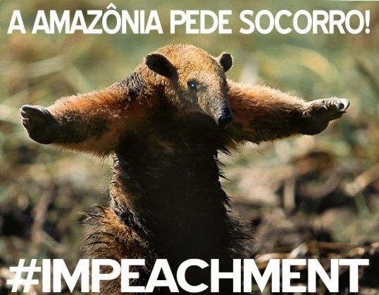 a Amazônia pede socorro