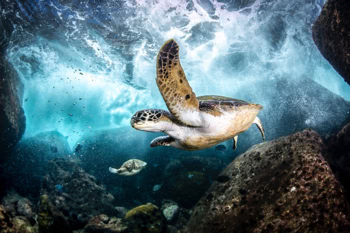 Tartarugas verdes na ilha de Âncora, em Búzios/RJ. Foto de Paula Vianna