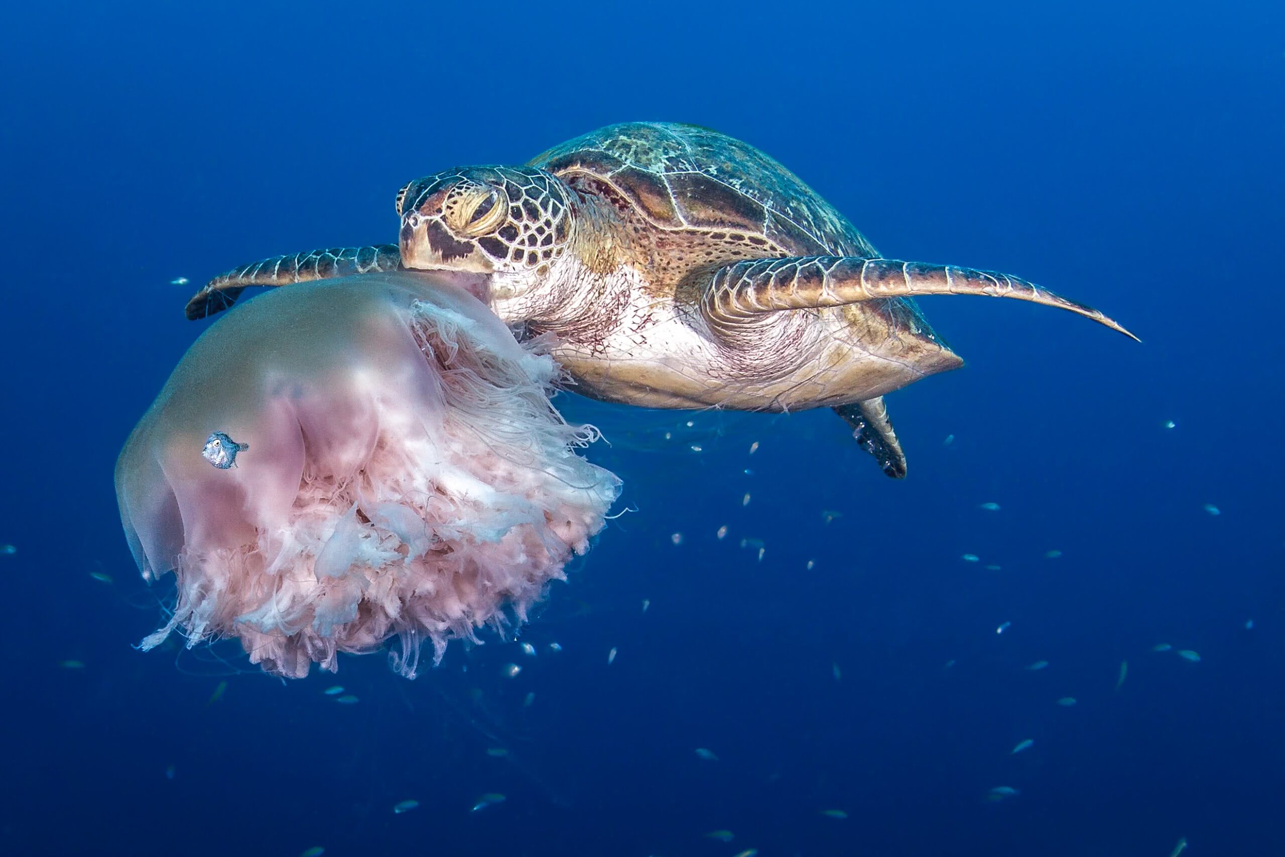 As tartarugas marinhas confundem sacolas plásticas com águas-vivas