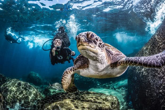 mergulho com as tartarugas marinhas