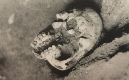 crânio de “luzia” na posição original em que foi encontrado