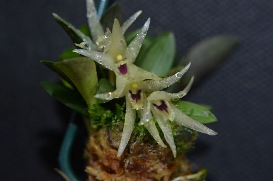 Orquídea extinta no Estado de São Paulo retorna à Mata Atlântica com  reprodução em laboratório