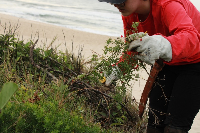 plantas exóticas são removidas de praia em florianópolis