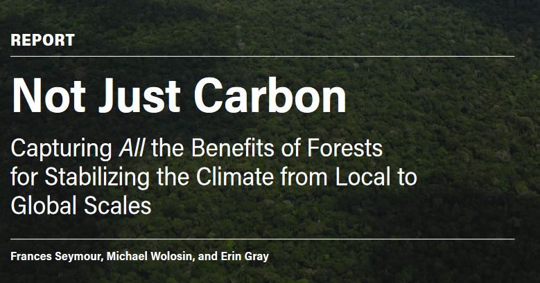 Benefícios das florestas para estabilizar o clima local e global