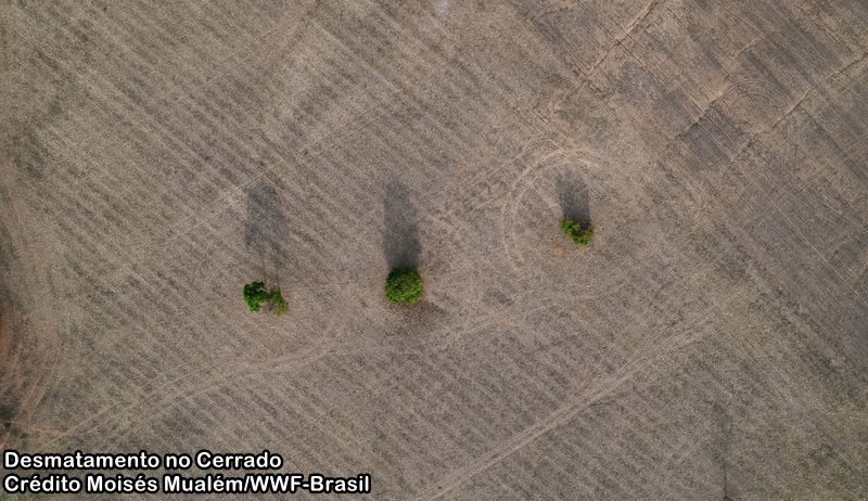 desmatamento no cerrado