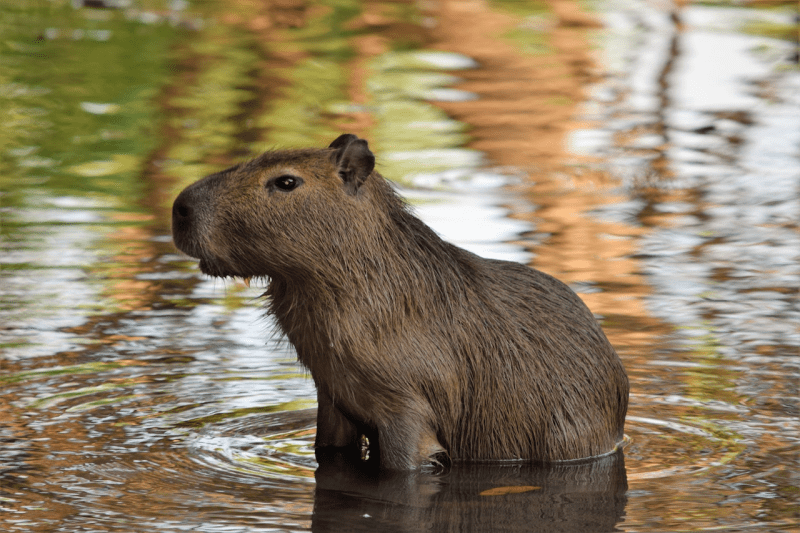 CRIAÇÃO DE ANIMAIS: Criação de Capivara