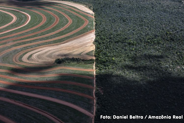floresta parcialmente desmatada para agricultura ao lado de floresta preservada