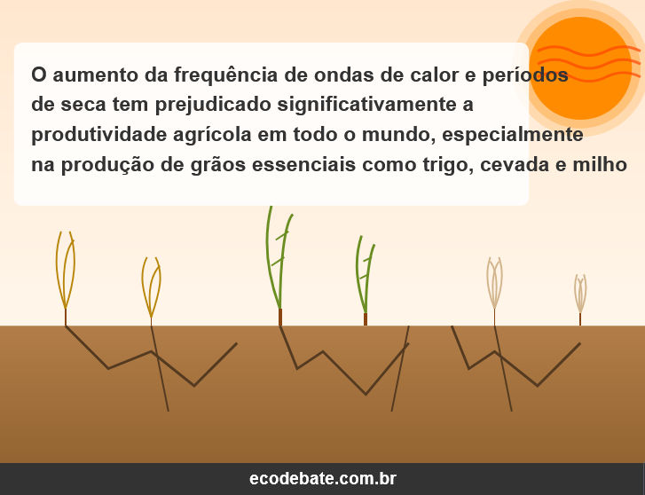 O aumento da frequência de ondas de calor e períodos de seca tem prejudicado significativamente a produtividade agrícola em todo o mundo, especialmente na produção de grãos essenciais como trigo, cevada e milho