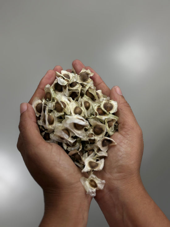 sementes de Moringa