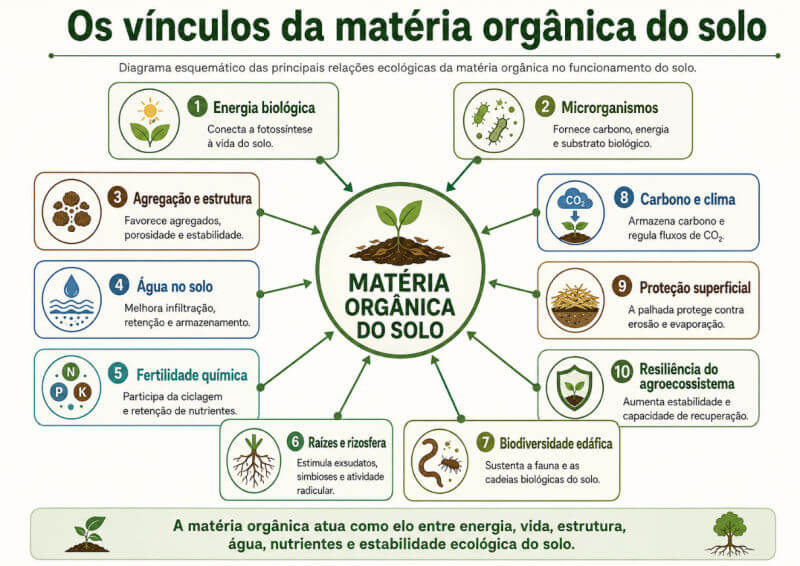 vínculos ecológicos da matéria orgânica no solo